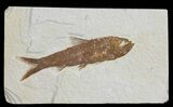 Knightia Fossil Fish - Wyoming #66548-1